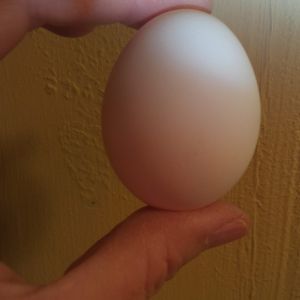 First egg!!