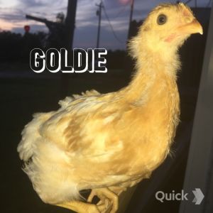 Golden Comet - 5 weeks