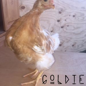 Golden Comet - 6 weeks