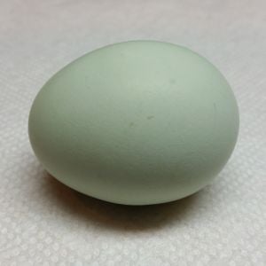Aesha's first egg 2