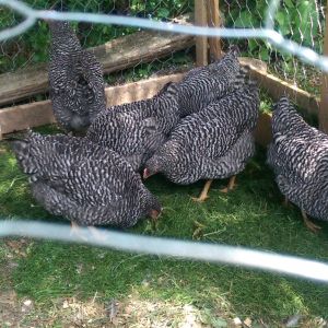 Pic of my barred rocks