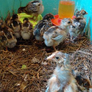 Chicks in the green box are BLRW from slackwater.  Excuse teh FF on their faces. ;)