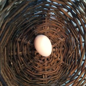 First egg was laid on Wednesday, August 10,2015!