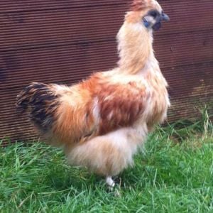 We call this one Agnes but we think it may be Arnold.