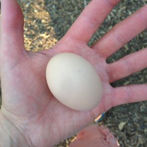 First Egg!