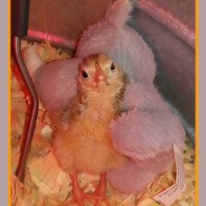 Godiva (Easter Egger) 24 hours old snuggling with her rhino