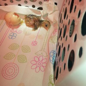 Godiva just hatched