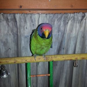 Jazz Berry mommy's bird watching over Godiva as she sleeps. Jazz Berry isn't sure about the whole chicken in the house thing.