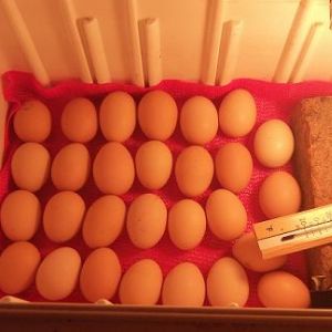 Day 1, my husband's home made incubator and 28 eggs.