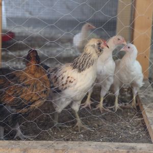 Couple of my white Cornish and I think the other white chicken is a Americauna rooster?