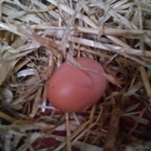 First egg!!!!!