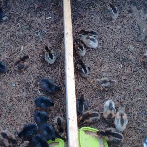Mixed in with a home grown brood(blackies)