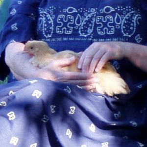 Buff Orpington's are surprisingly friendly.  The other day I had 3 in my lap and one on my shoulder!  Love it!