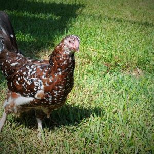 Speckled Sussex 18 weeks