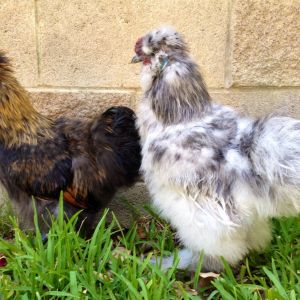 Our two fun and friendly Silkie roosters, Beppo ans Sylvio.