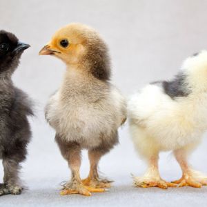 New flock! Sweet girls: Bon Bon (black Silkie), Sonya (Mille Fleur?), and Ingrid (Mottled Cochin?). At 3-4 days old.