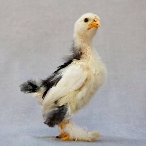 Mottled Cochin chick, the regal Ingrid, 17 days old.