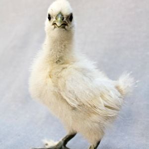 Our Goddess Freya! White Silkie hen at 17 days old.