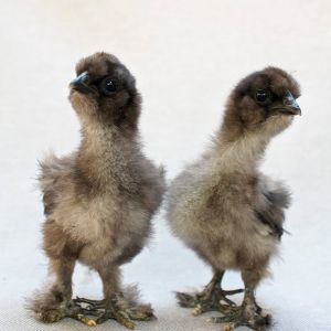 Black Silkie chicks, The Bon Bon Sisters, 10 days old.