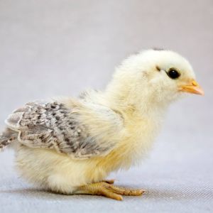 Easter Egger chick, June, at 10 days old.