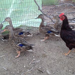 Dina (not sure what she is but banty) and 3 of my rescued mallards
Lacee, Lorax & Lena
