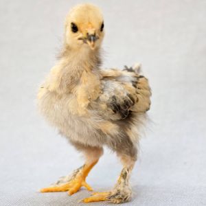 Mille Fleur D'Uccle chick, Sonya, 17 days old.
