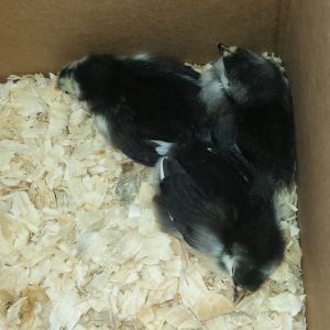 My new baby Australorps...  Just after Easter 2015