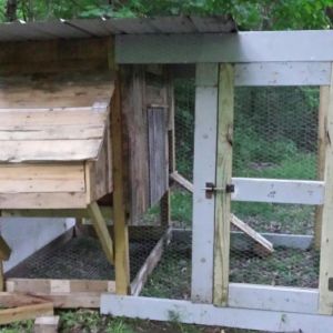 We built this coop from old pallets and donated wood left over from a patio build. Great family project and taught my Daughter about a form of recycling.