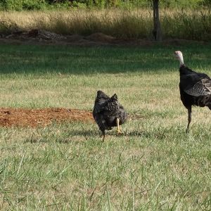 Turk & Bessie