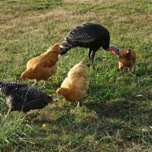Turk & the ladies
