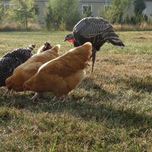 Turk & the ladies