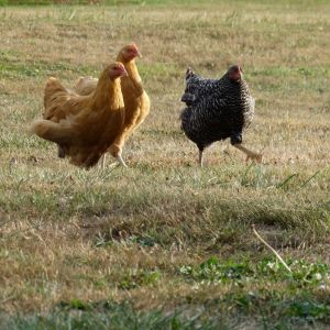 Bessie, Goldie and Blondie