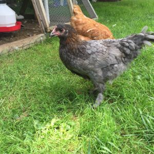 "Olivia"

Blue Marans