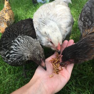 treat time