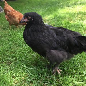 "Ellie"

Black Marans