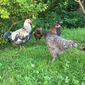 Free ranging
