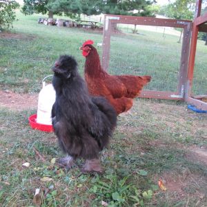 Shaggy the silkie, and Petals the RIR