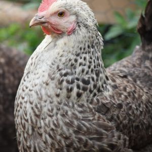 Princess Leia- Silver Sussex