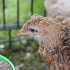 Astrid- Araucana