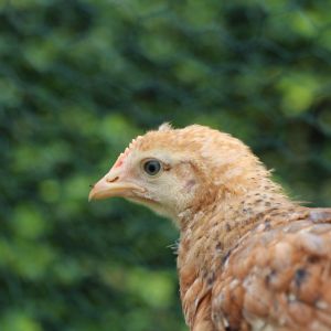 Chloe- Araucana