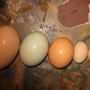 Some of our variety of eggs we collect.