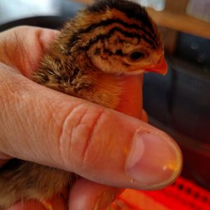 Baby guinea, 4 days old, 8/22/15