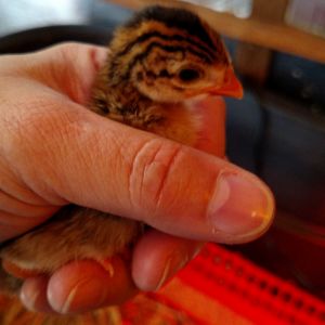 Baby guinea, 4 days old, 8/22/15