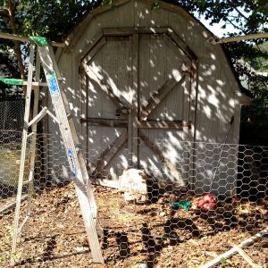 Shed in the process if conversion to a coop. 8/22/15