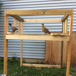 This is the bare bones of the hens crib. Oddly enough, I think they knew it was theirs, and moved in right away. 

The frame is 4ft X 4ft. I knew I wanted a nesting area, and I didn't want to bend down to retrieve the eggs, so I made it into a loft. I also knew I wanted to be able to close the loft up during the cold months. The nesting area takes up only half of the loft, so I can install a trapdoor that will seal off the rest of the area.