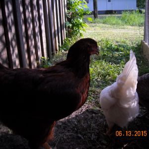 this is "Red " my Rhode island red