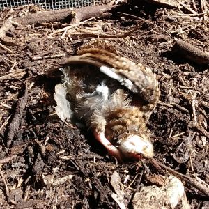 Started as a romp in the mulch...then took a turn to weird.