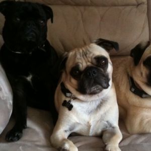 The Pug Brothers