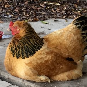 Hopey -- The worlds sweetest chicken!