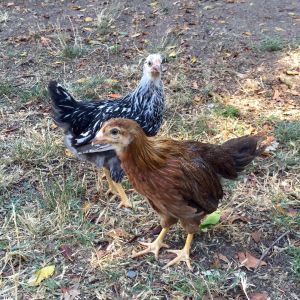The newest members of the flock.  Silver Laced Wyandotte & Welsumer (~12weeks)